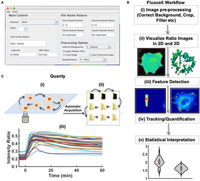 Fluocell for Ratiometric and High-Throughput Live-Cell Image Visualization and Quantitation